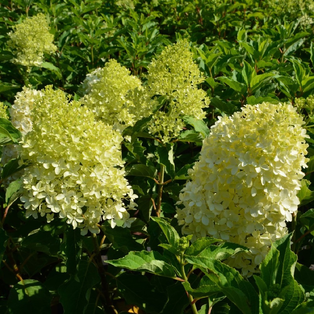 Гортензия метельчатая Мэджикал Лайм Спаркл С3 1шт/Hydrangea paniculata MAGICAL LIME SPARKLE