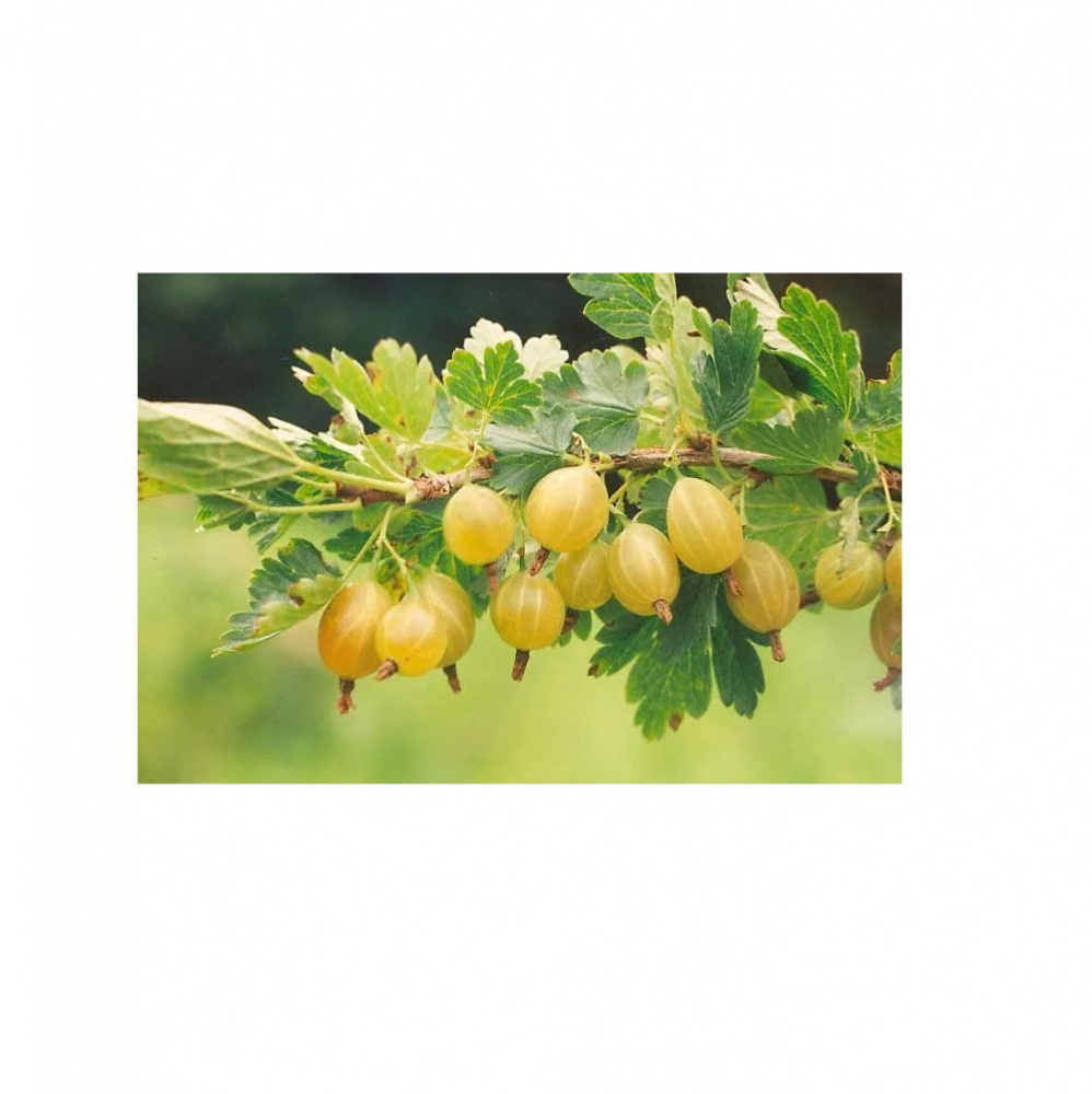 Крыжовник Куршу Дзинтарс 1 шт