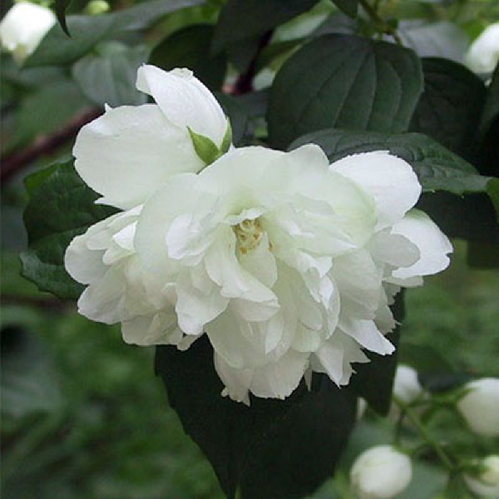 Жасмин/чубушник Дам Бланш 1шт.