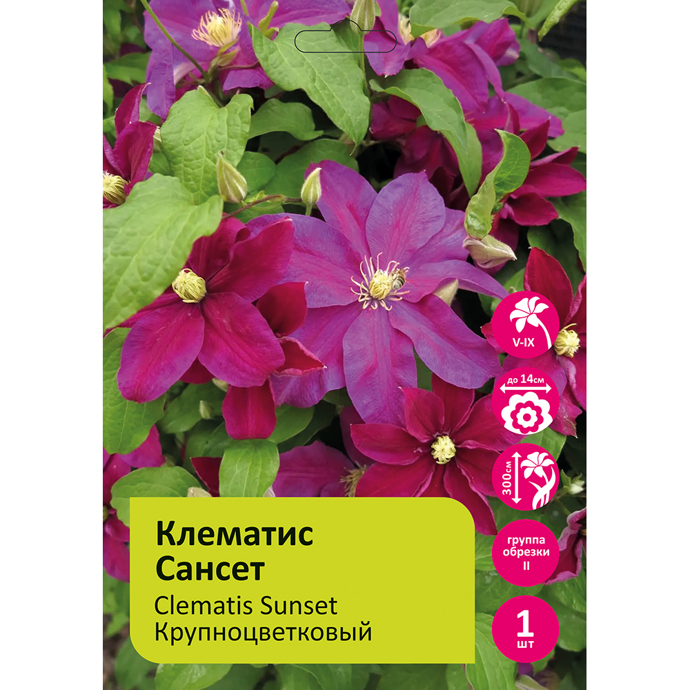 Клематис Сансет 1шт гр.обрезки 3 / Clematis Sunset