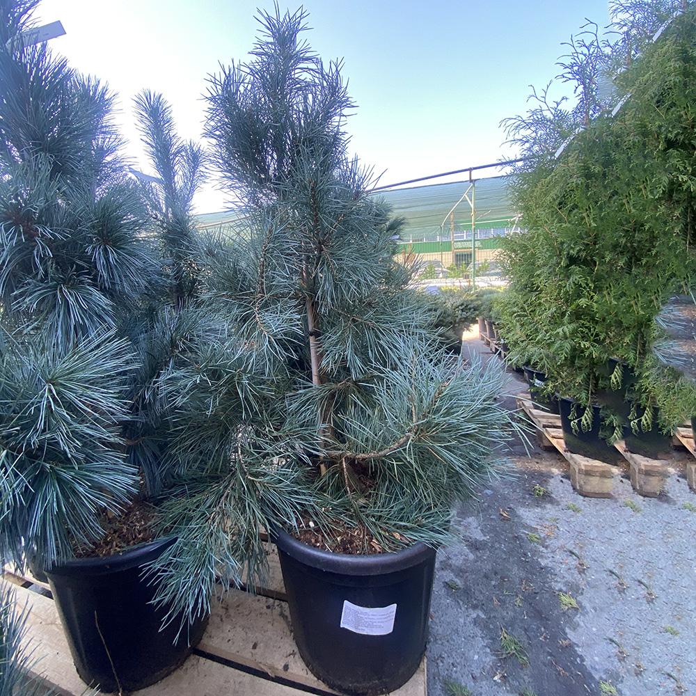 Сосна обыкновенная Норске Тур С30 (высота 125-150см) 1шт/Pinus sylvestris Norske Typ