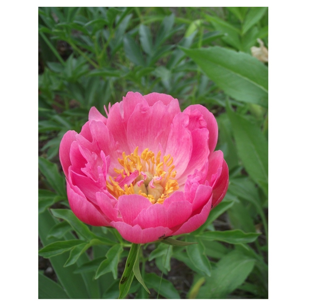 Пион молочноцветковый Корал Сансет 1шт 2/3/ Coral Sunset (Shan hu luo ri/Шань Ху Ло Ри)