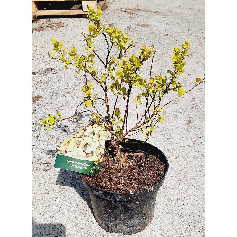 Спирея березолистная Тор Голд С2 20-30 1шт