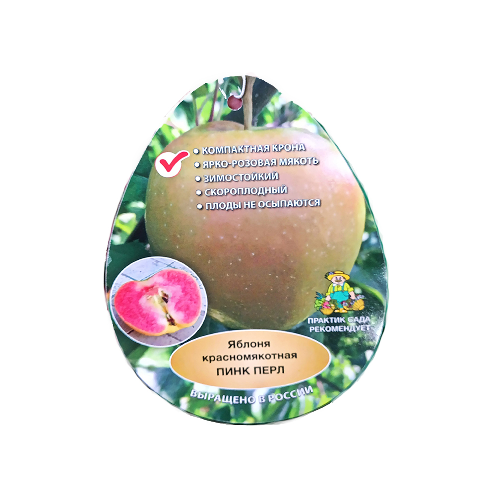Яблоня красномякотная Пинк Перл (подвой клоновый, 54-118, полукарликовый) (в сетке) 1шт