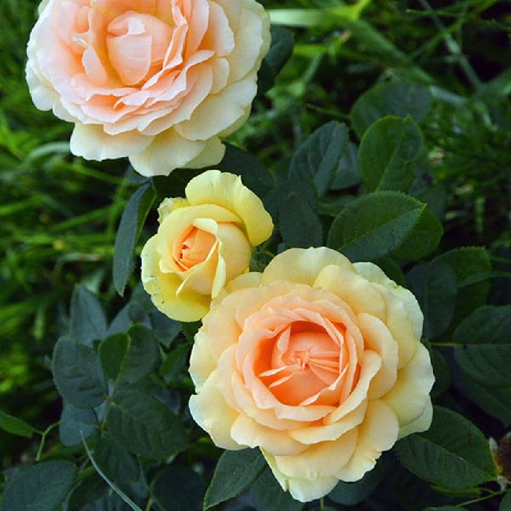 Роза Гэби Морли чайно-гибридная 1шт/Gaby Morlay /20