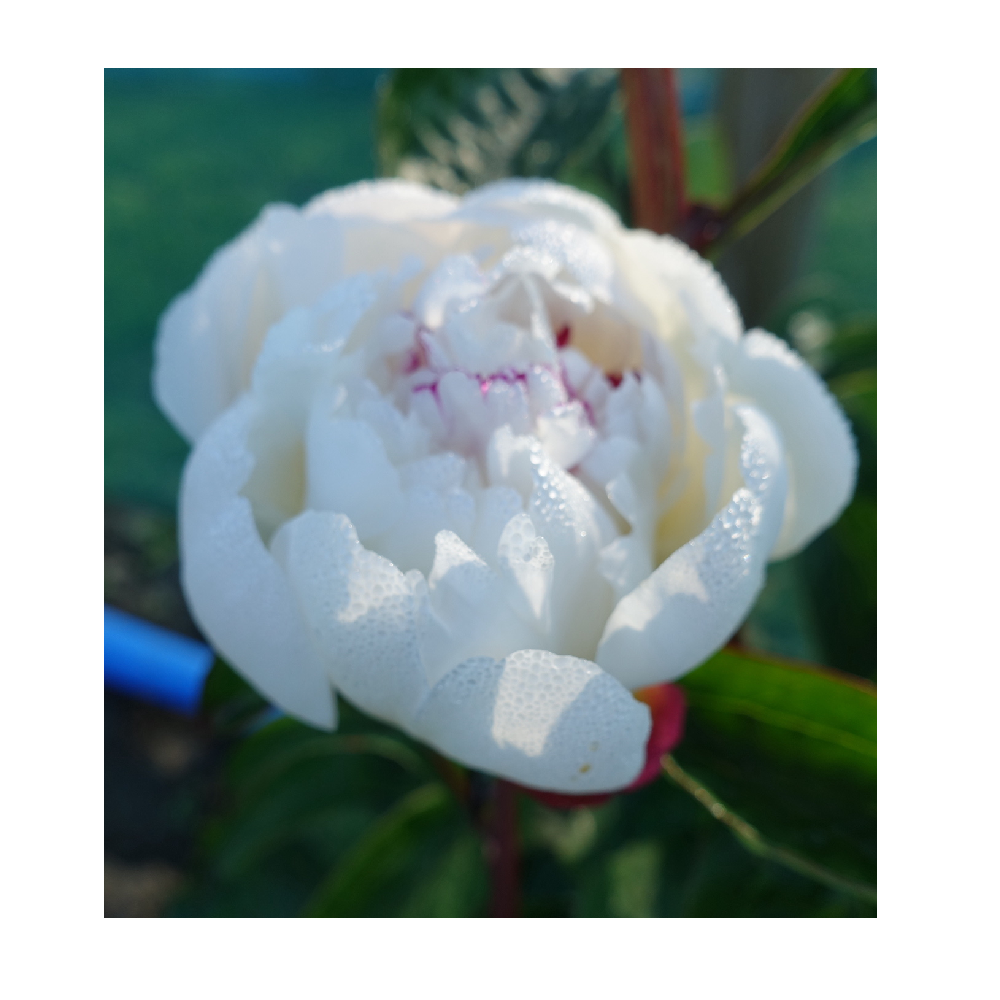 Пион молочноцветковый Норма Вольц 1шт/Paeonia Norma Volz