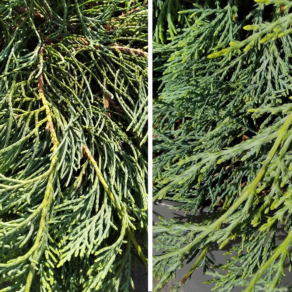 Можжевельник виргинский Грей Оул С3 (высота 25-30см) 1шт/ Juniperus virginiana Grey Owl