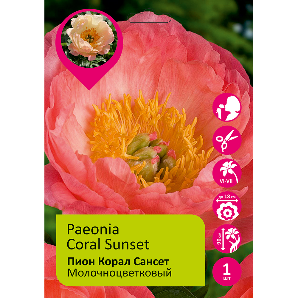 Пион молочноцветковый Корал Сансет 1шт 2/3/ Coral Sunset (Shan hu luo ri/Шань Ху Ло Ри)