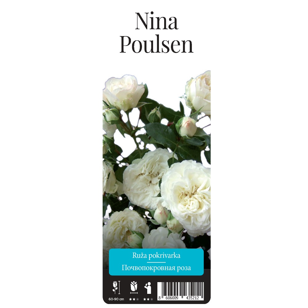 Роза Нина Поулсен почвопокровная 1шт./Nina Poulsen/20