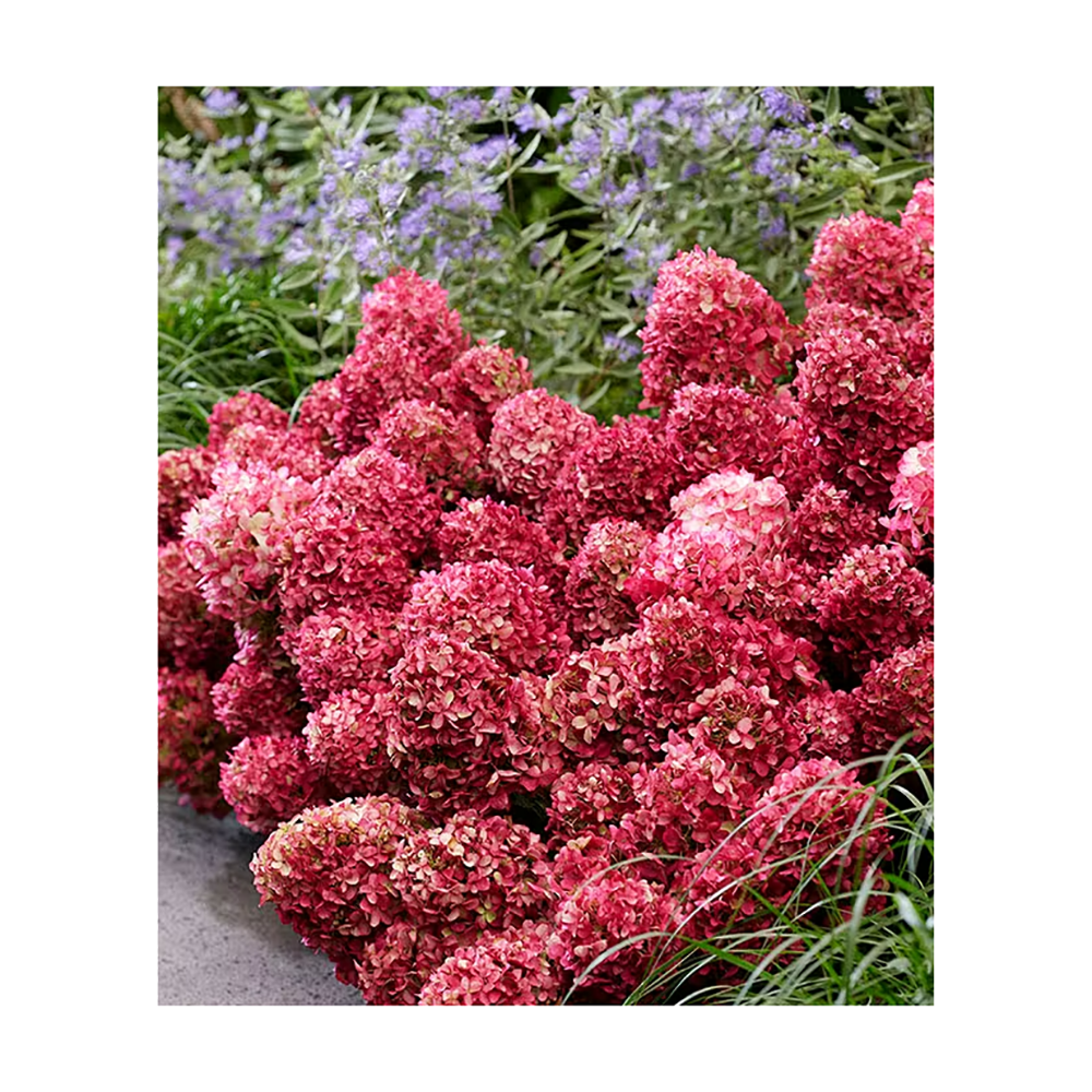 Гортензия метельчатая Петит Черри С5 1 шт / Petite Cherry