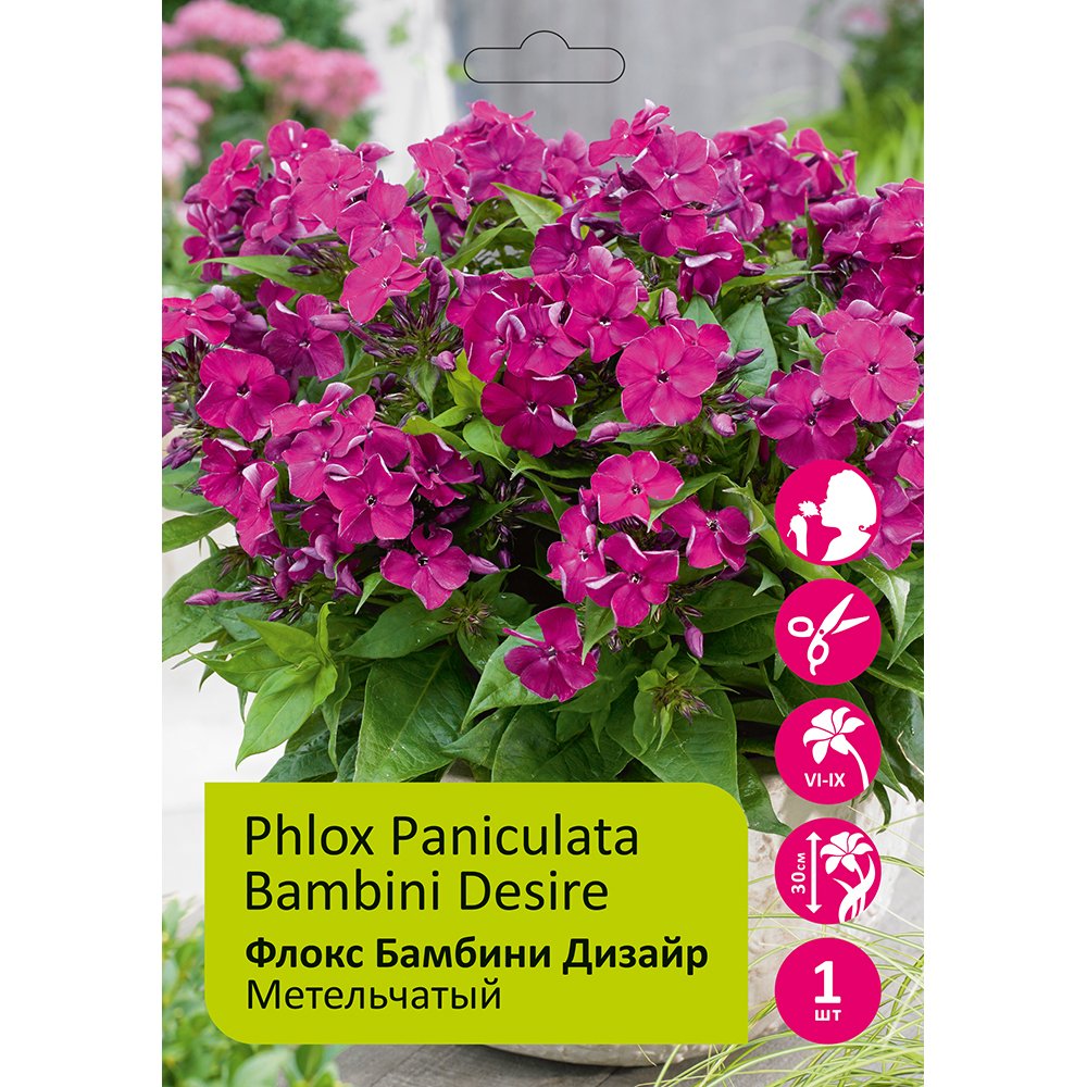 Флокс Бамбини Дизайр 1шт метельчатый/Phlox paniculata Bambini Desire