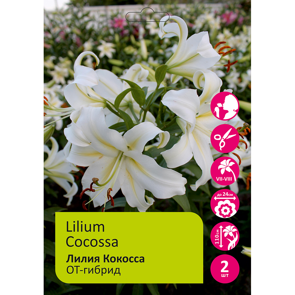 Лилия Кокосса 2шт 14/16/Lilium Cocossa
