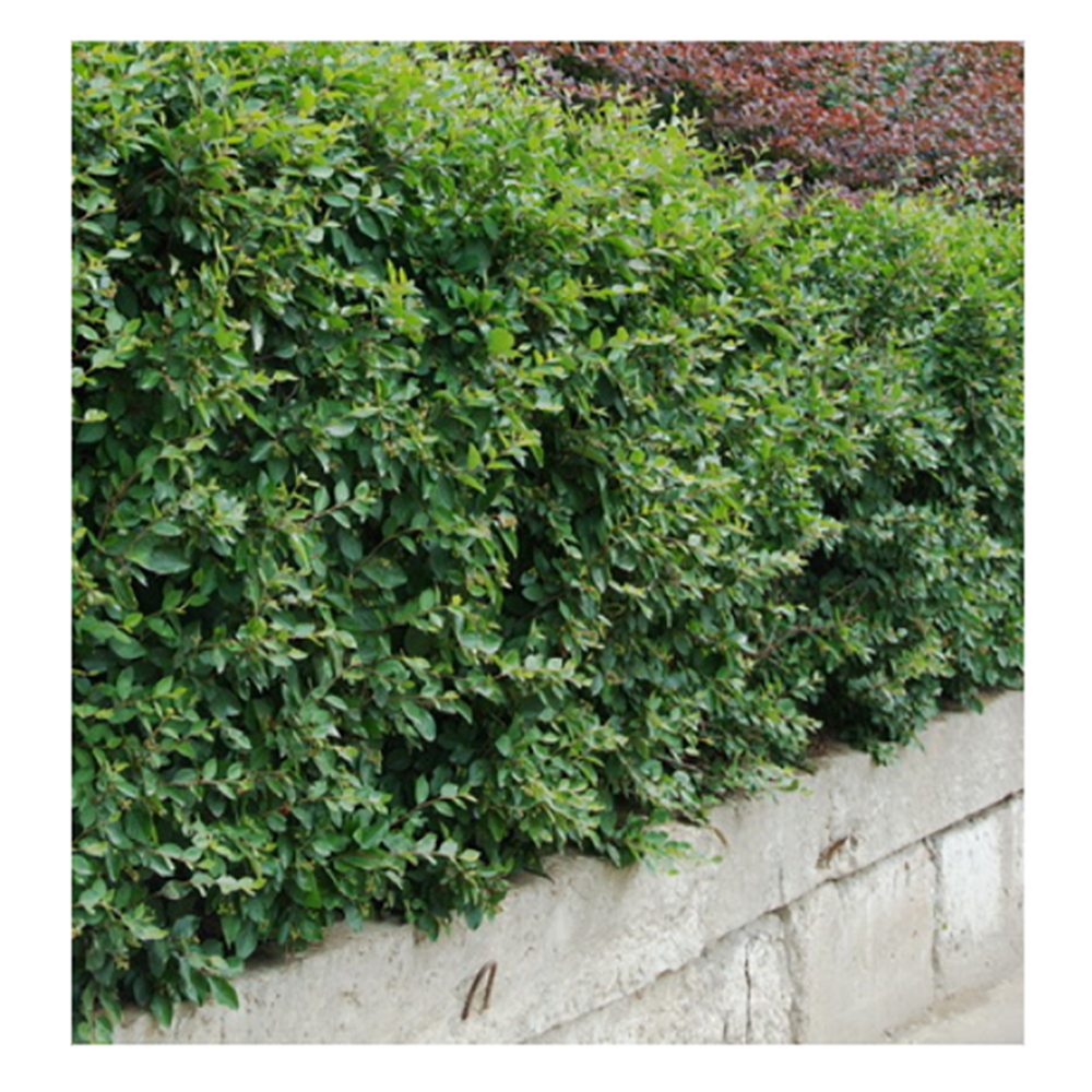 Кизильник блестящий 1шт.