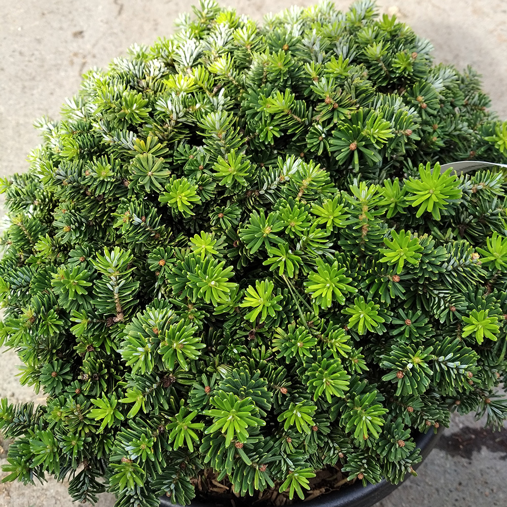 Пихта корейская Бриллиант С10 (высота 25-30см) 1шт/Abies koreana Brilliant