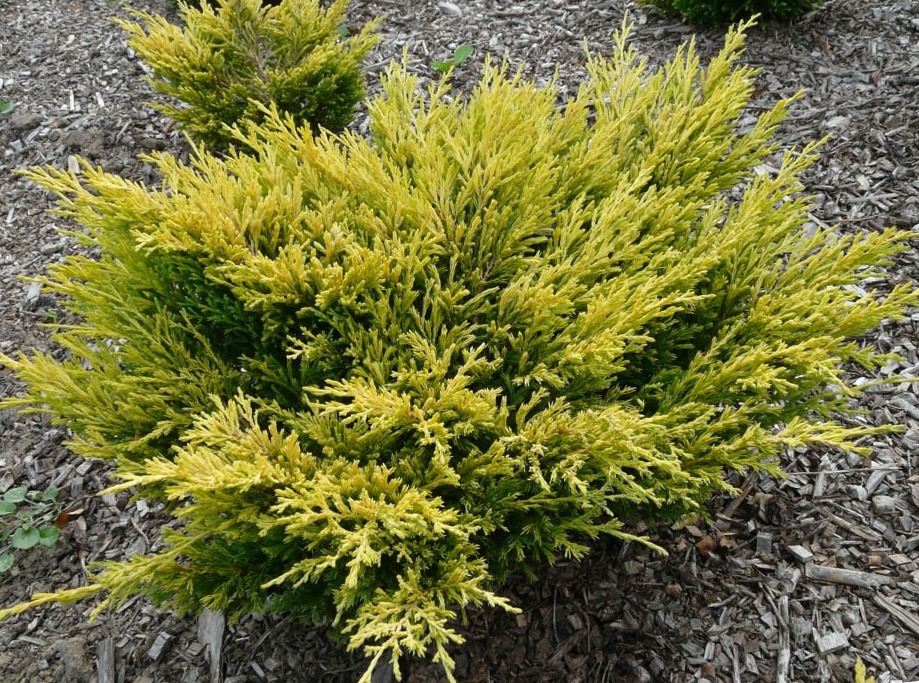 Можжевельник горизонтальный Лайм Глоу С5 1шт/Juniperus horizontalis Lime Glow 