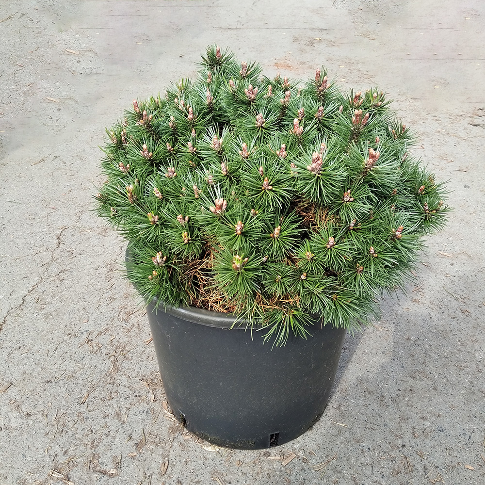 Сосна горная Клостергюн С15 (высота 40-50см) 1шт/Pinus mugo Klostergrun