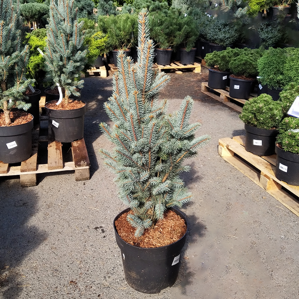 Ель колючая Изель Фастигиата в горшке 15л (высота 70-80см) 1шт /Picea pungens Iseli Fastigiate