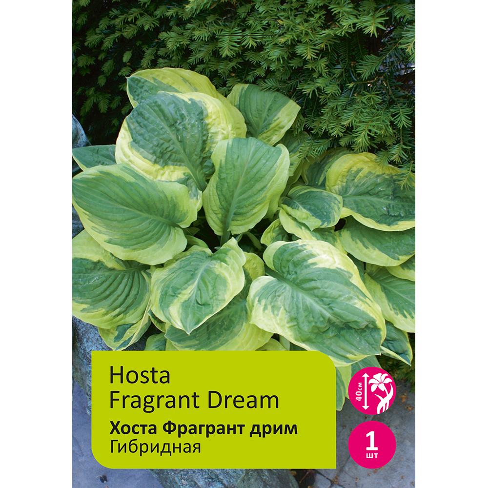 Хоста Фрагрант Дрим 1шт/Hosta Fragrant Dream