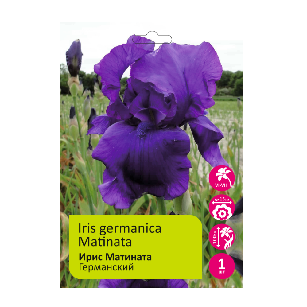 Ирис Матината 1шт германский /Iris Germanica Matinata