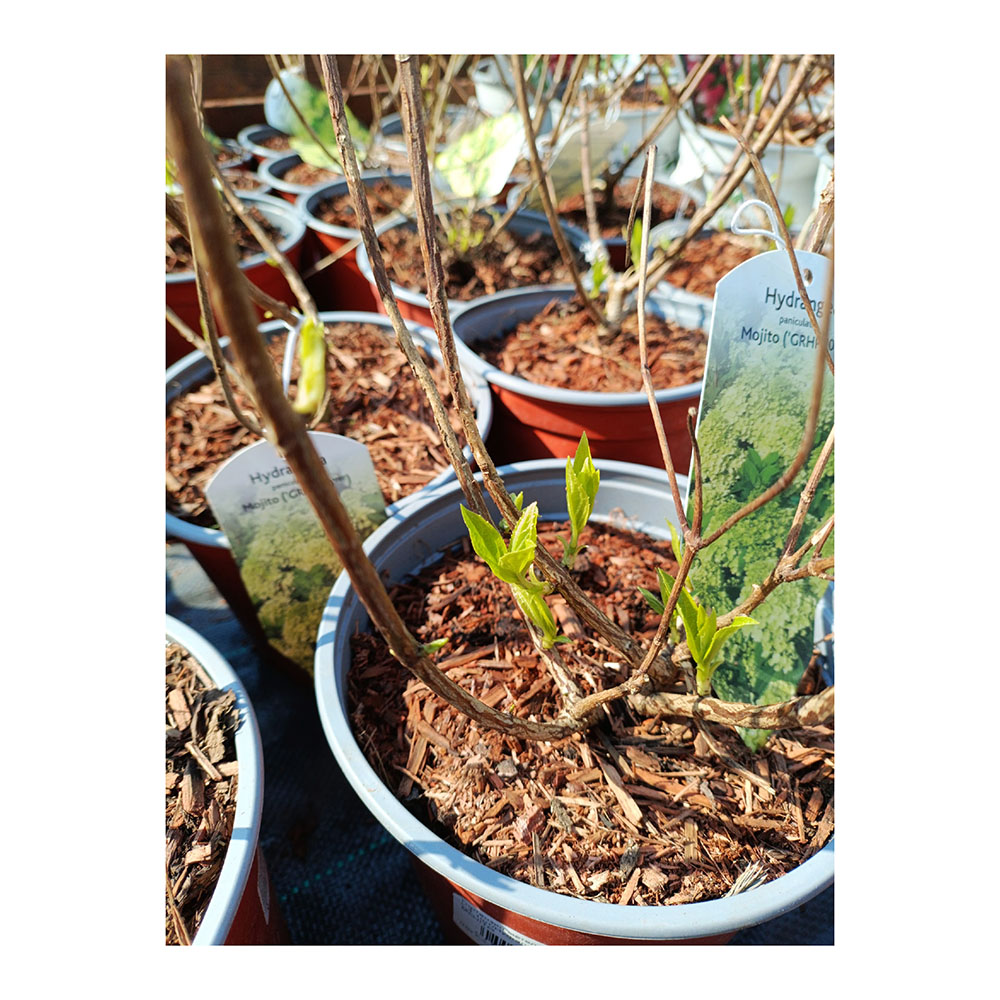 Гортензия метельчатая Мохито С3 1шт/Hydrangea paniculata MOJITO