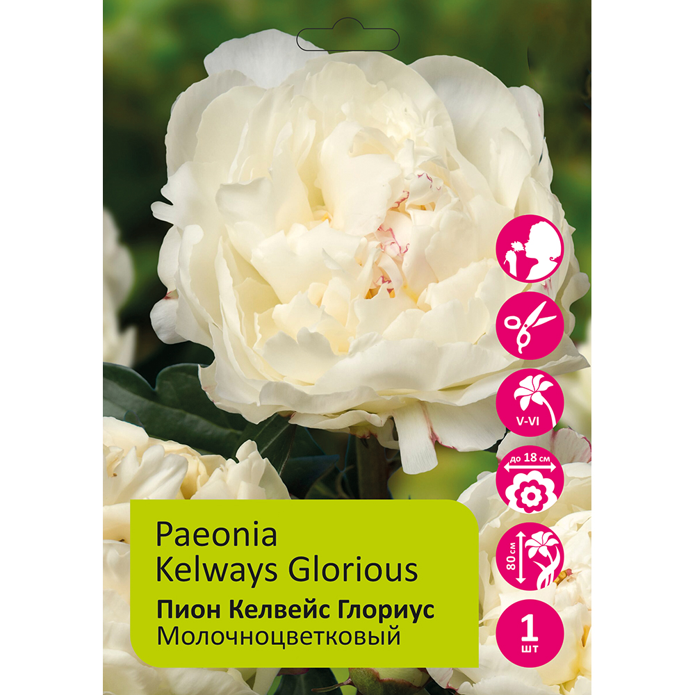 Пион молочноцветковый Келвейс Глориус 1шт/ Paeonia Kelway's Glorious