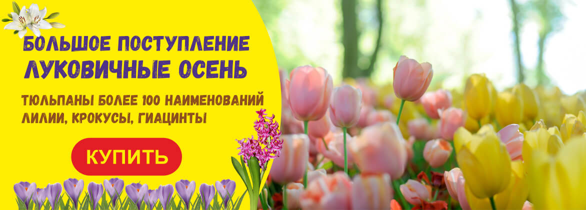 Луковичные осень 2023