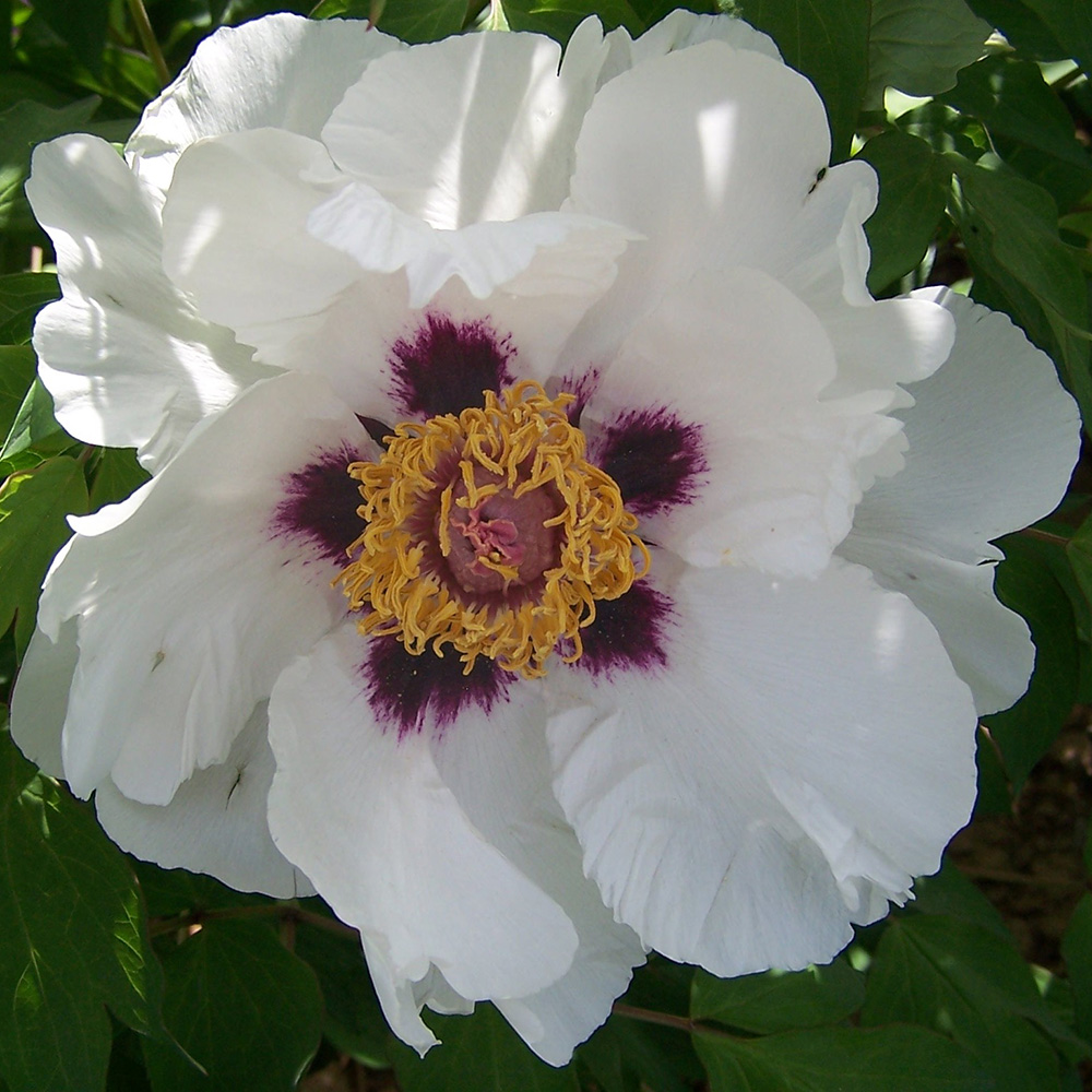 Пион древовидный Снежное сияние 1шт/Paeonia Jing Hua Qing Xue (Цзин Хуа Цин Сюэ)