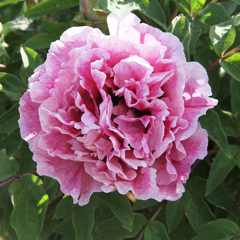 Пион древовидный Горный туман 1шт/Paeonia Jing Shan Yun Xiu (Цзин Шань Юнь Сю)