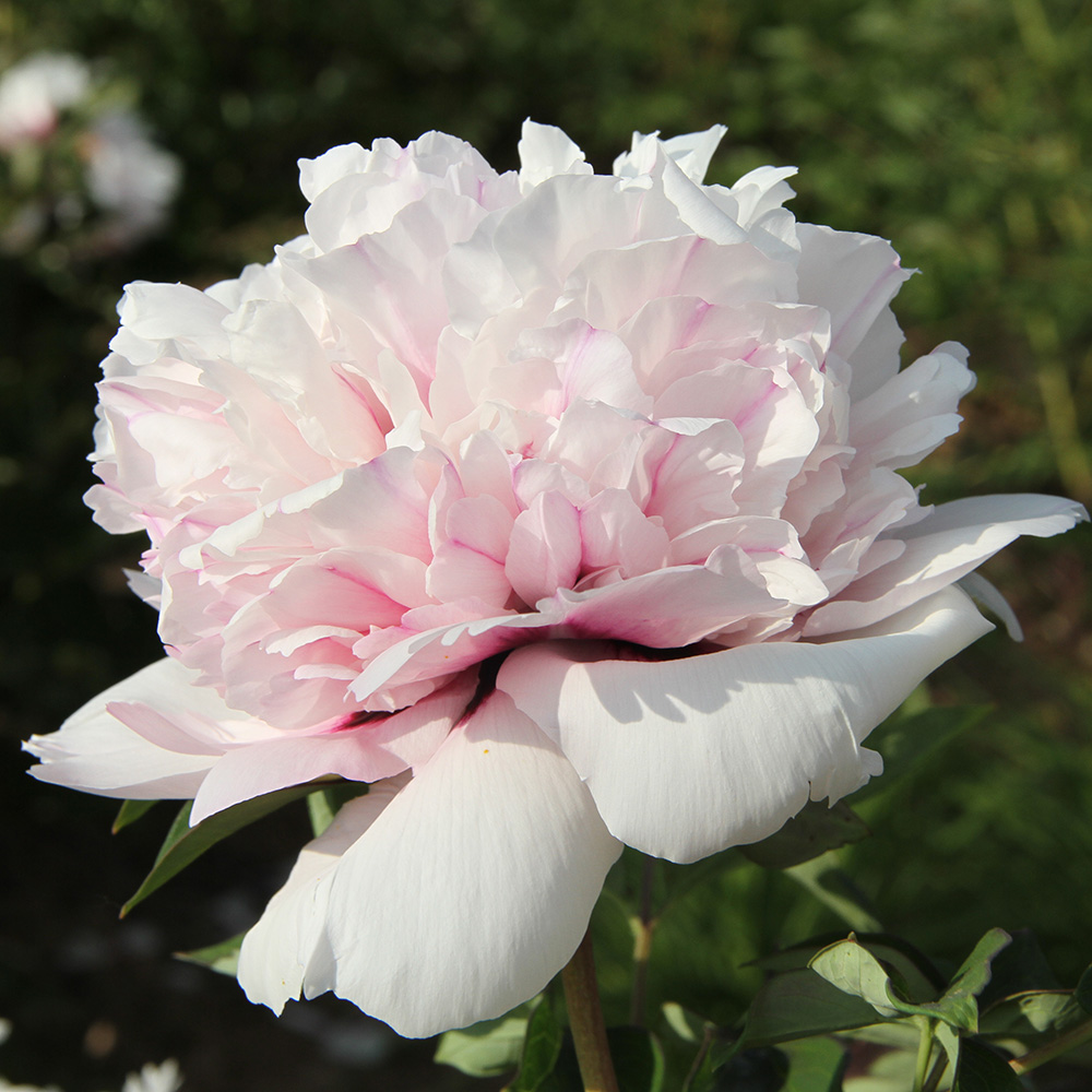 Пион древовидный Небесные кружева 1шт/Paeonia Lan Xian Nv (Лань Сянь Нв)