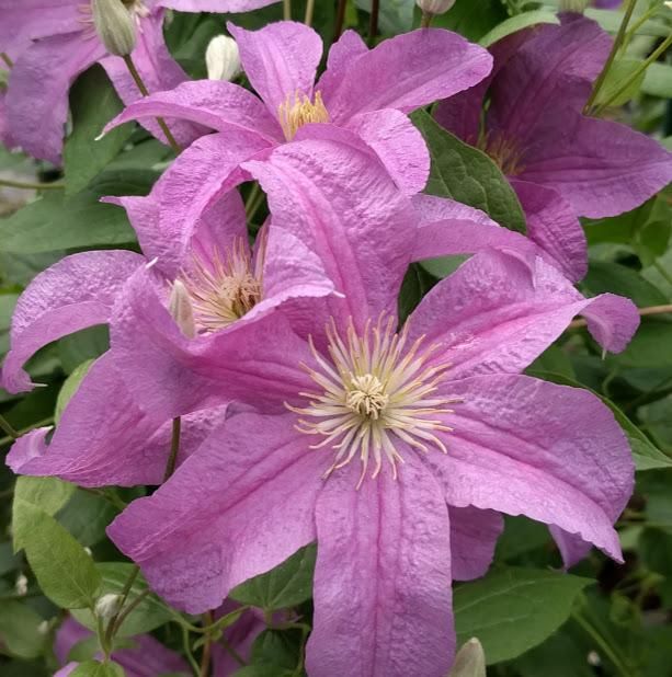 Клематис Данута  1шт гр.обрезки 3 /Clematis Danuta
