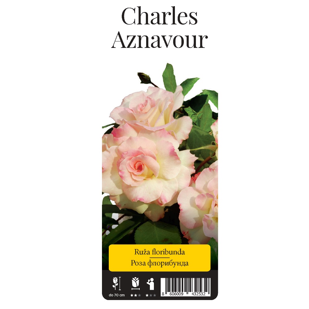 Роза Шарль Азнавур флорибунда 1шт./ Charles Aznavour / 20