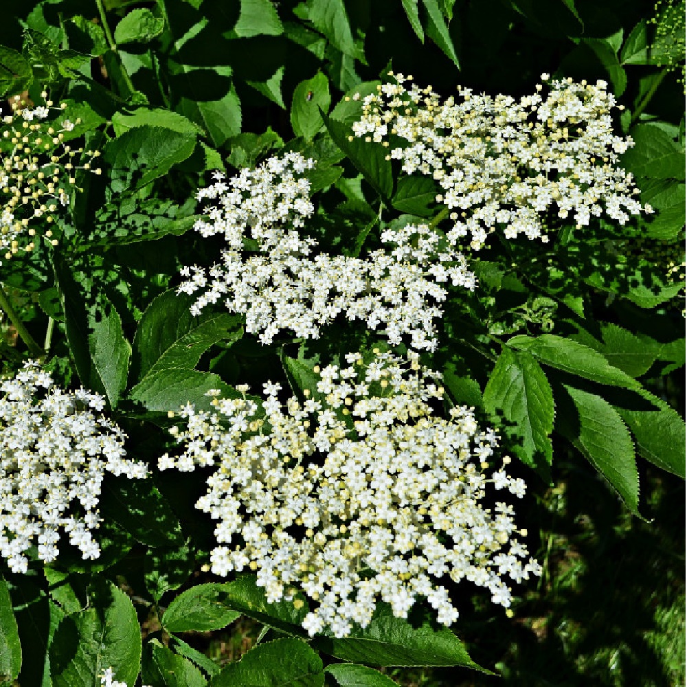 Бузина чёрная Дин Дрифол в горшке 3 л 1шт/Din Dryfol