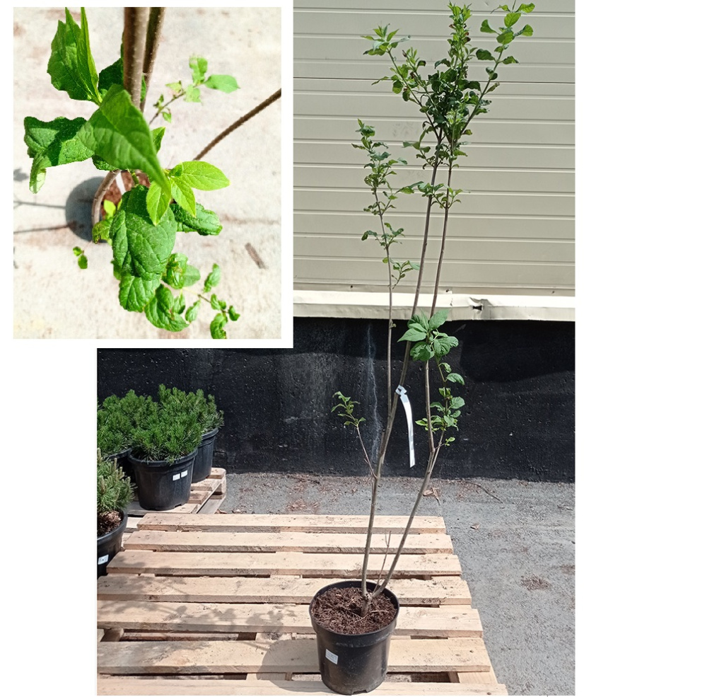 Сирень Венгерская С5 H80-100 1шт