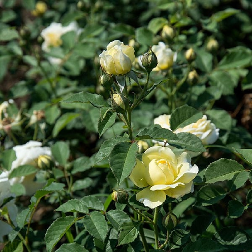 Роза Зе Пилигрим английская 1шт/ The Pilgrim /20