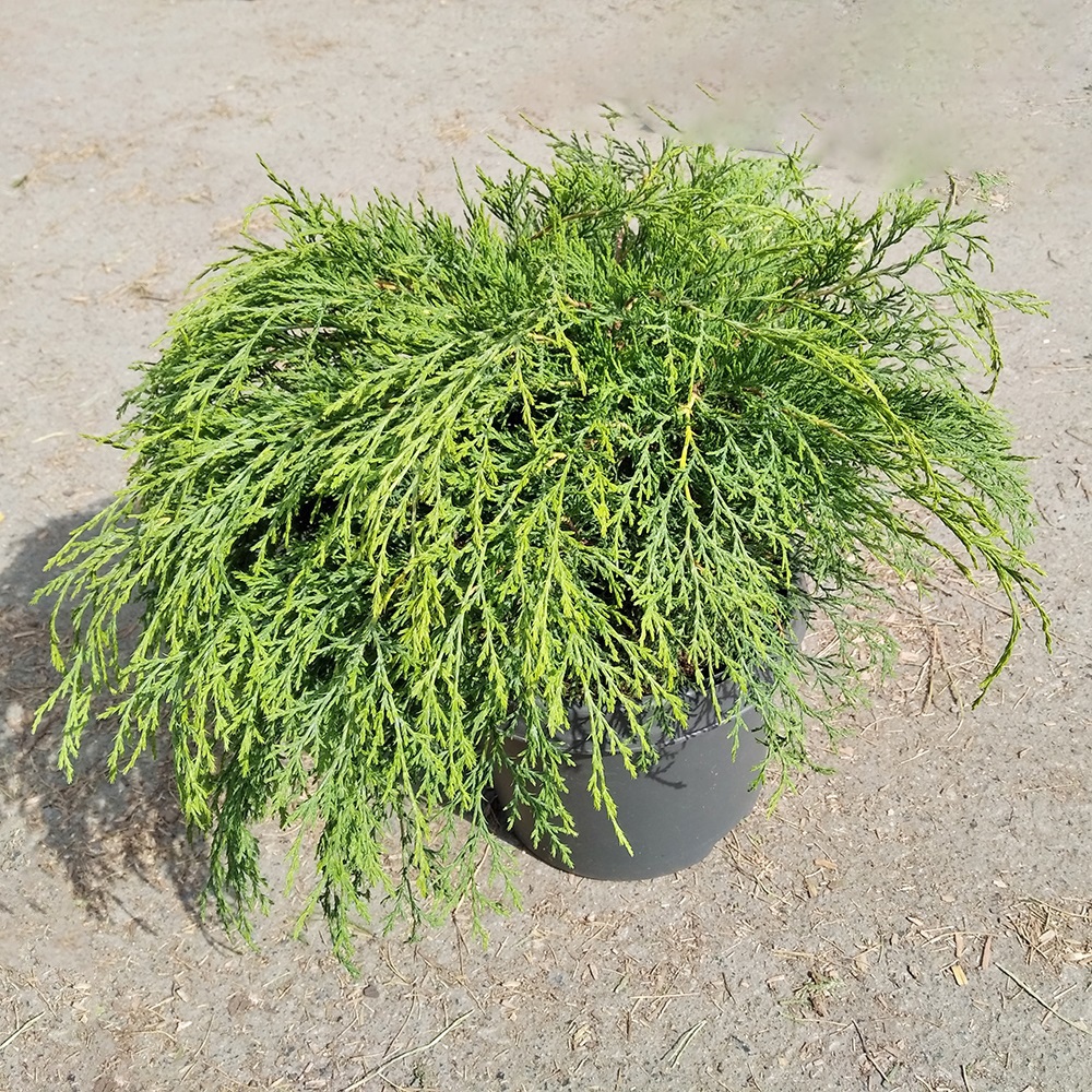 Микробиота перекрестнопарная С5 (высота 40-50см) 1шт/Microbiota decussata