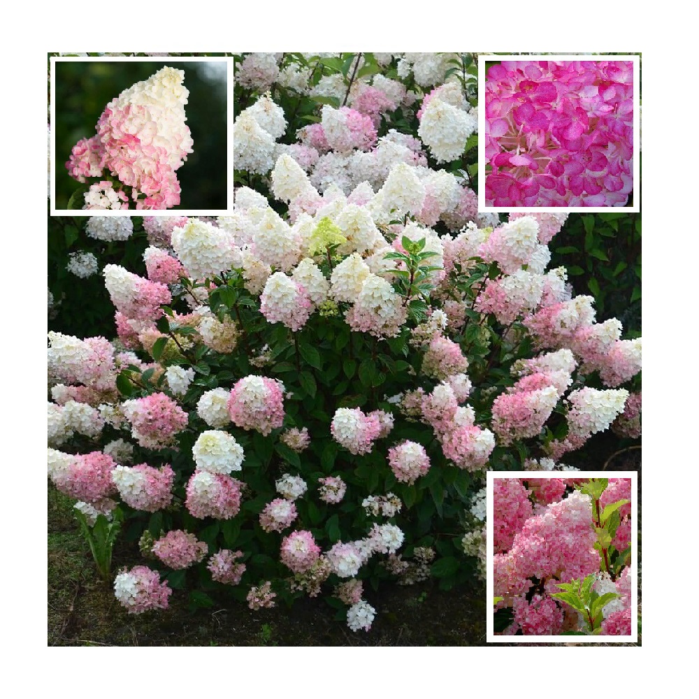 Гортензия метельчатая Сандэй Фрайз в горшке 3 л, 1шт