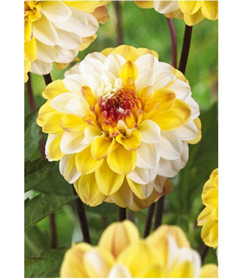 Георгина Дабл Джилл 1шт/Dahlia Double Jill