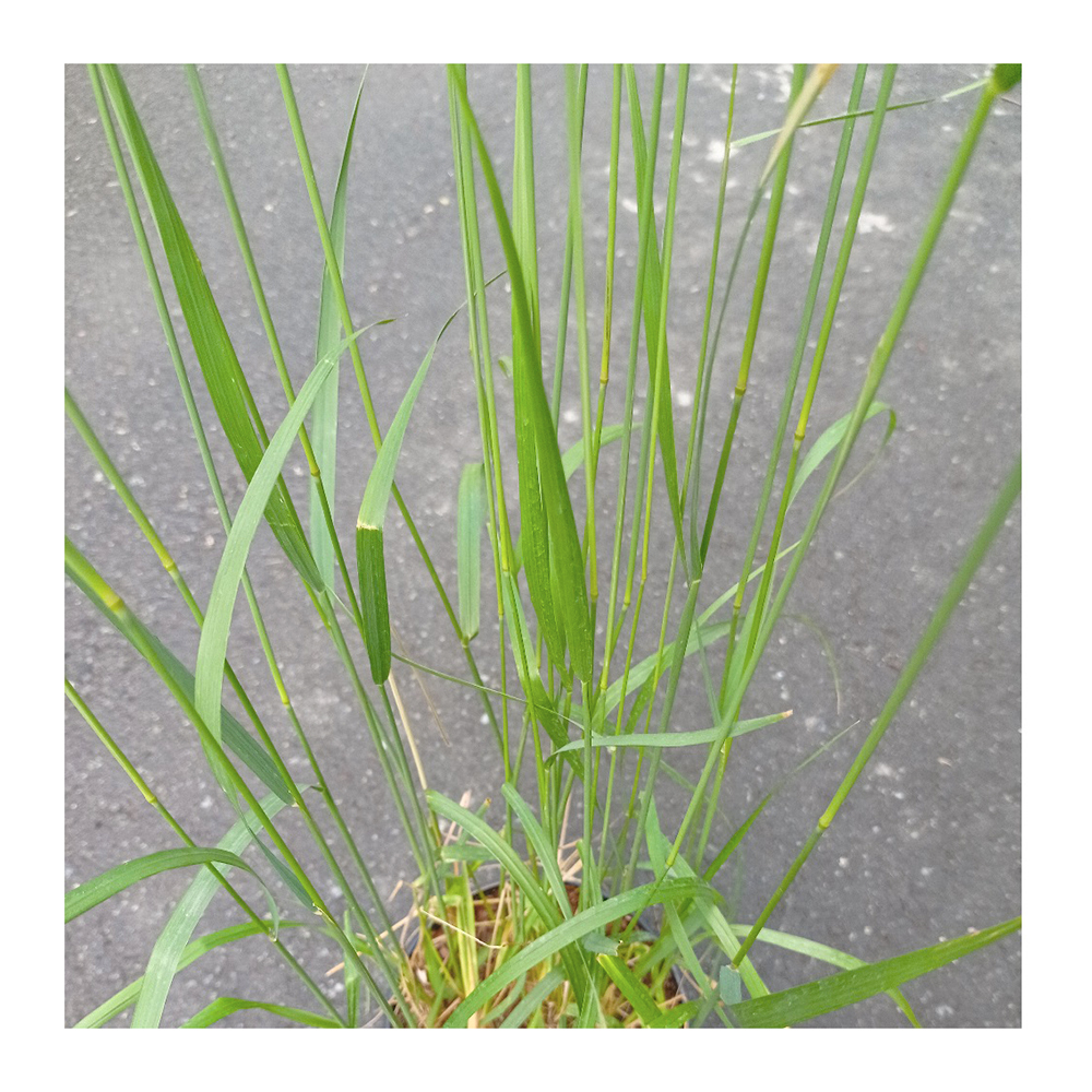Вейник остроцветковый Карл Фоэстер С2 1шт/Calamagrostis acutiflora Karl Foerster
