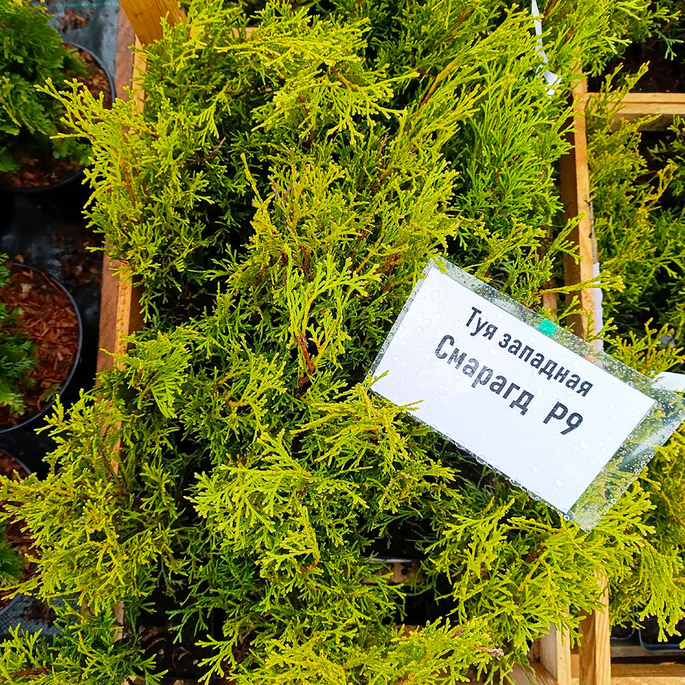 Туя западная Смарагд  Р9 1шт/Thuja occidentalis Smaragd