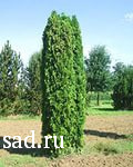Туя западная Колумна С2-3 1шт/Thuja occidentalis Columna