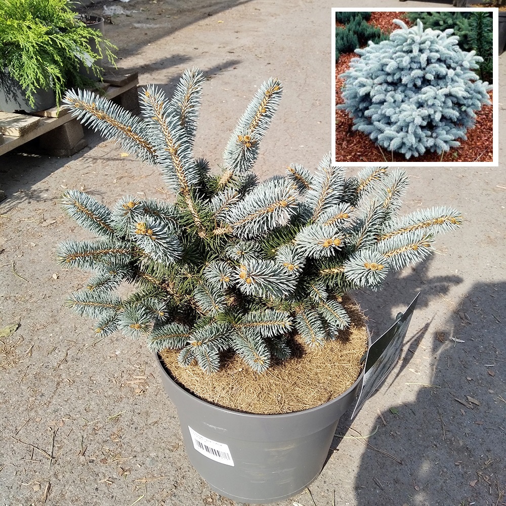 Ель колючая Глаука Глобоса  в горшке 7,5л (высота растения 30-40см) 1шт / Picea pungens Gauca Globosa 