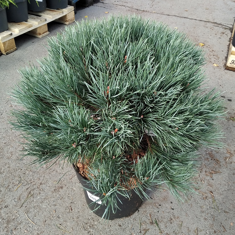 Сосна обыкновенная Ватерери С10  1шт/Pinus sylvestris Waterer