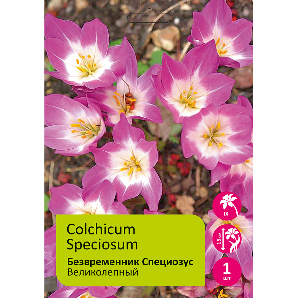 Безвременник/Колхикум Специозус великолепный 1шт 13/+/Colchicum Speciosum
