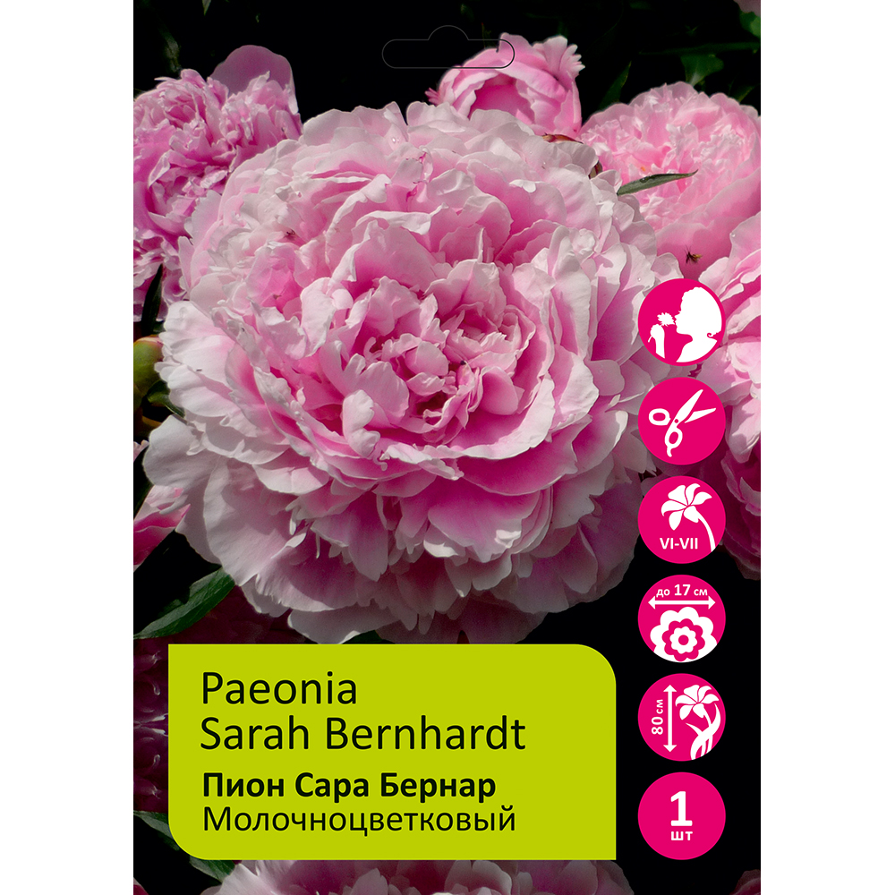 Пион молочноцветковый Сара Бернар 1шт 2/3 / Sarah Bernhardt (Sha la /Ша Ла)