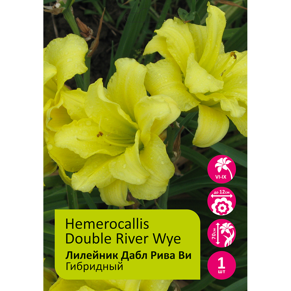 Лилейник Дабл Рива Ви 1шт/Hemerocallis Double River Wye