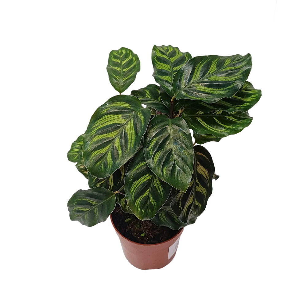 Калатея Peacock д.11