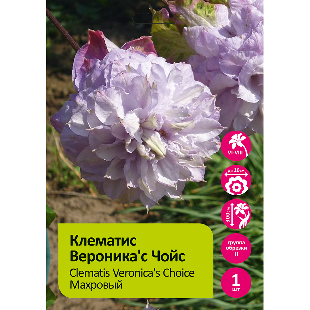 Клематис Вероника'с Чойс 1шт гр.обрезки 2 /Clematis Veronicas Choice