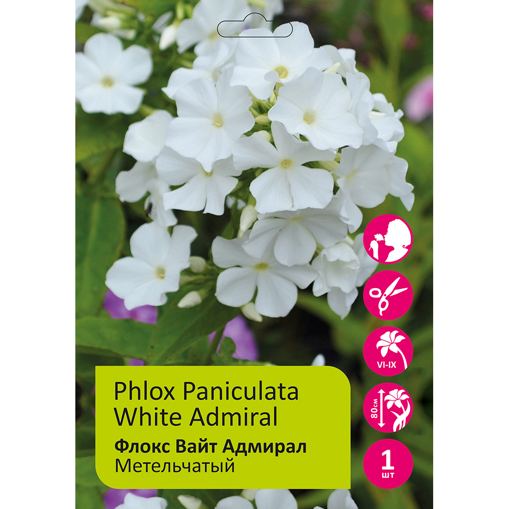 Флокс Вайт Адмирал метельчатый 1шт /Phlox Paniculata White Admiral