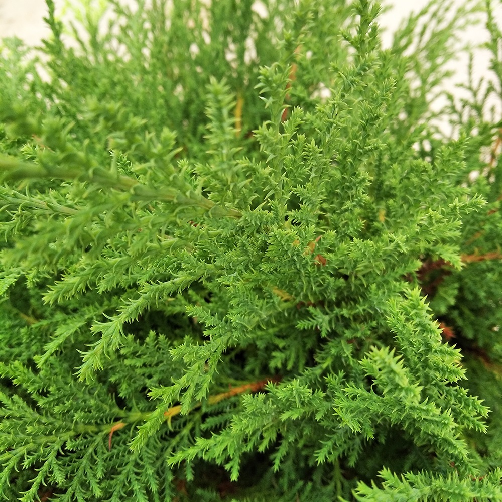 Микробиота перекрестнопарная Фуз Бол в горшке 7,5л (высота 30-40)1шт/Microbiota decussata Fuzz Ball