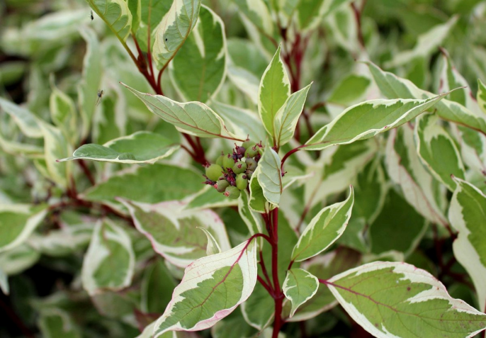 Дерен белый Элегантиссима С3 1шт/Cornus alba Elegantissima